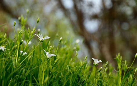 Free Images Tree Nature Forest Branch Blossom Light Plant