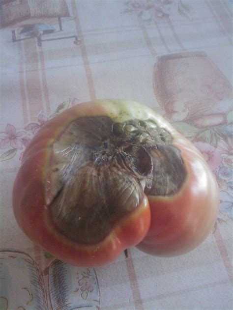 Tomates Cuando Maduran Se Empiezan A Pudrir