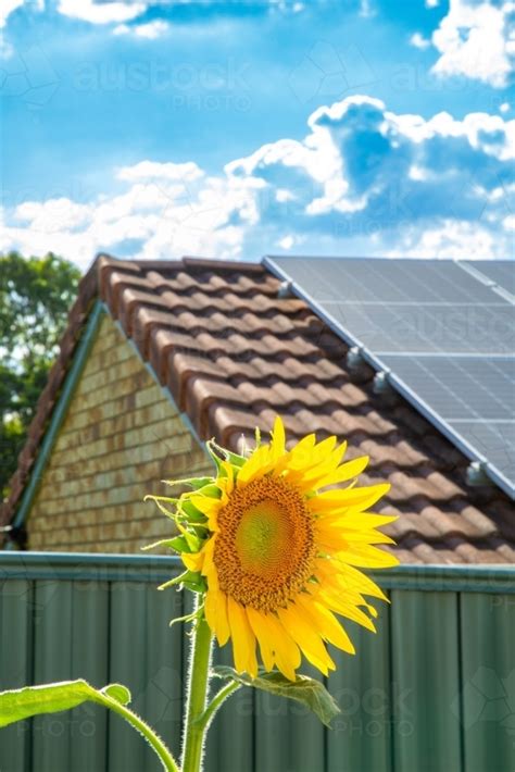 Image Of Domestic Rooftop Solar Panels Under Blue Sky With Sunflower