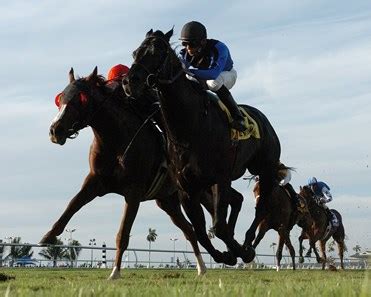 Einstein (BRZ) - Horse Profile - BloodHorse