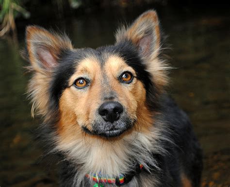 6 Adorable Corgi Mixed Breeds That Are Almost Too Cute To Be Real