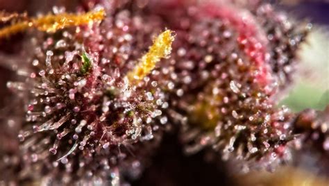 Why Do Some Cannabis Buds Turn Purple Fast Buds