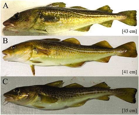 Cod With Different Fultons Condition Factors Age Was Determined With