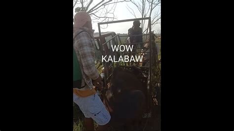 Lv 0 20230404201914 Kalabaw Presyo Ng Kalabaw Presyo Kalabaw Sa