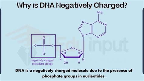 Why Is Dna Negatively Charged