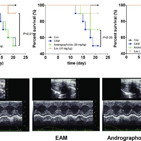 Effects Of Andrographolide On The Levels Of Inflammatory Cytokines And