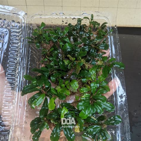 Jual Bucephalandra Paket Mika Buce Murah Buce Kalimantan Tanaman