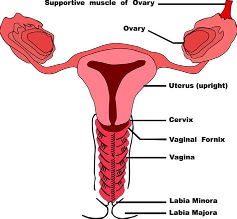 Labial Reconstruction Surgery Labiaplasty Procedure