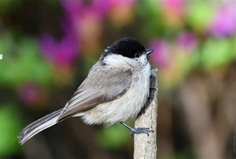 Marsh Tit Jinsoo Choi Flickr