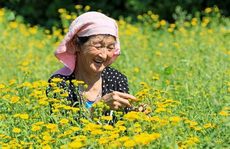 河南卢氏：旋覆花开金灿灿 扮靓乡村致富路河南省三门峡市安徽省新浪新闻