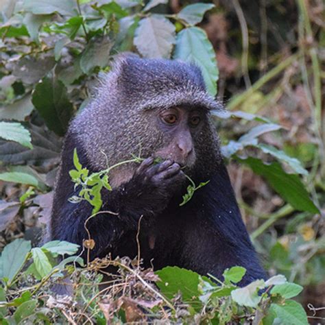 Kilimanjaro’s Wildlife | Peak Planet