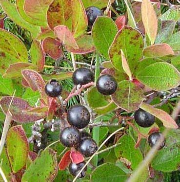 Huckleberry | Description, Plant, Fruit, Leaves, Distribution, & Facts ...