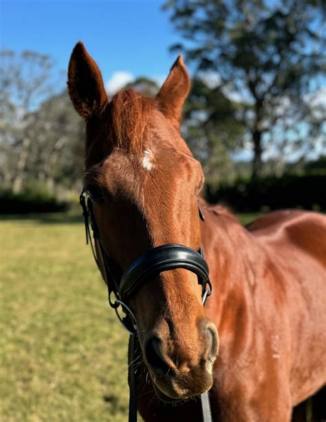Naked Non Patent Flat Snaffle Bridle Belle Equestrian Leather