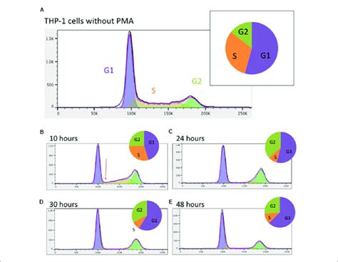 Analysis Of The Cell Cycle In Thp 1 Cells A Prior To Pma Download Scientific Diagram