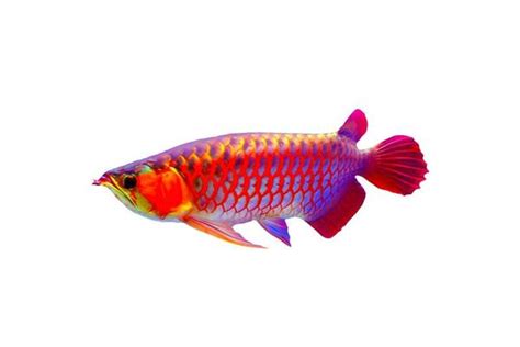 Arowana Fish Stock Photos, Images and Backgrounds for Free Download