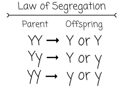 Law Of Segregation Untamed Science