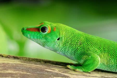 Gecko Lizard Royalty-Free Stock Photo