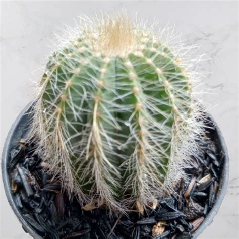 Jual Kaktus Notocactus Magnificus Shopee Indonesia