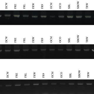 Representative Plaque Assay Plate Images Of Mixed And Individual