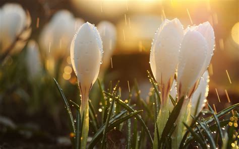 Wallpaper 2560x1600 Px Depth Of Field Flowers Macro Nature