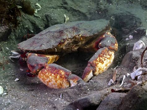 California Crabbing Season: Timing, Bag Limits, and Other Important
