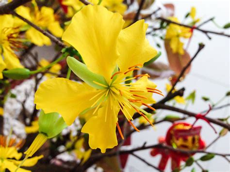 Blooming Yellow Apricot Blossoms Apricot Blossom Blossom Bloom