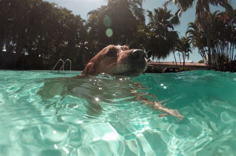 Cuidados Os Pets Em Dias De Calor Excessivo Zenpet