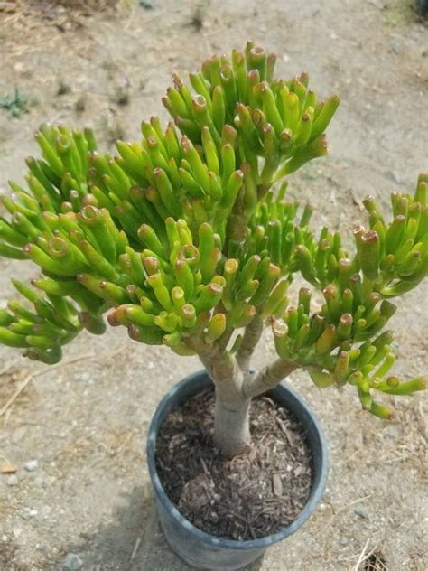 Crassula Ovata Gollum Tree 1 Gal Pot Shrek Ears Tree Bonsai Etsy