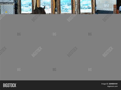 Donkey Jenny Ass Image Photo Free Trial Bigstock