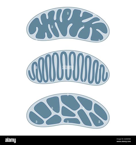 Estructura De La Mitocondria Immagini E Fotografie Stock Ad Alta
