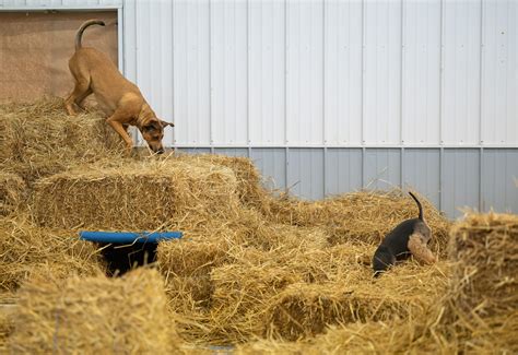 Community fireworks, Waupun inmates' families, Barn Hunt dog sport - WPR