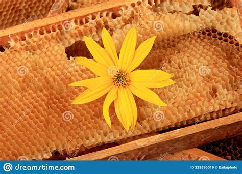 Panal De Abejas Viejas Con Flores Amarillas En Un Marco De Madera Imagen De Archivo Imagen De