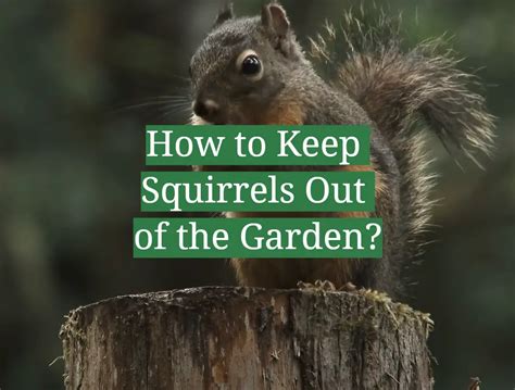 The Ultimate Guide To Keep Squirrels Out Effective Tips