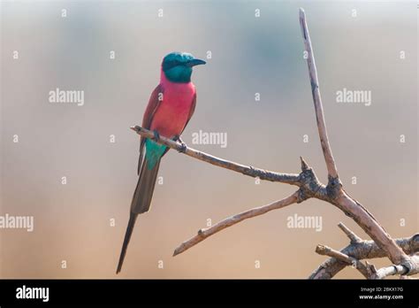 Northern Carmine Bee Eater Merops Nubicus Murchison Falls National