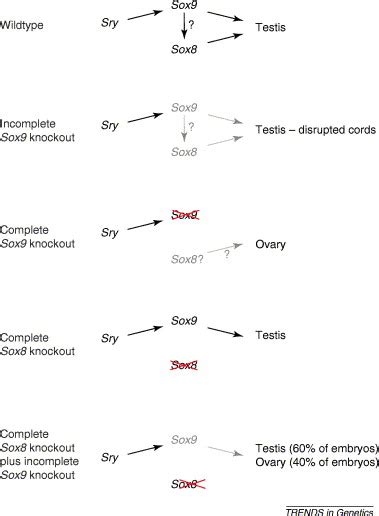 Sex Determination A Tale Of Two Sox Genes Trends In Genetics