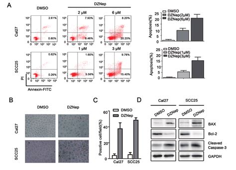 Targeting Ezh2 Induced Apoptosis Of Hnscc In Vitro A The Percentages