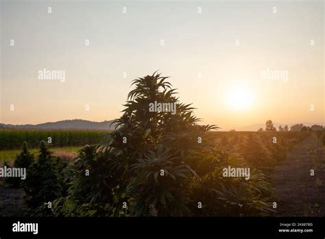 Sunset at Cannabis Field. Hemp Plants for Cbd production Stock Photo ...