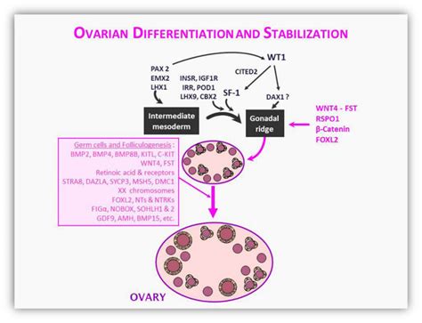 Sexual Differentiation Endotext Ncbi Bookshelf