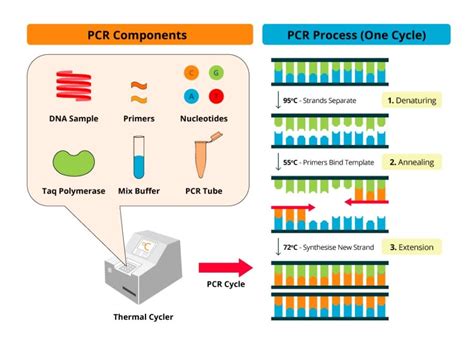 Kỹ thuật PCR là gì