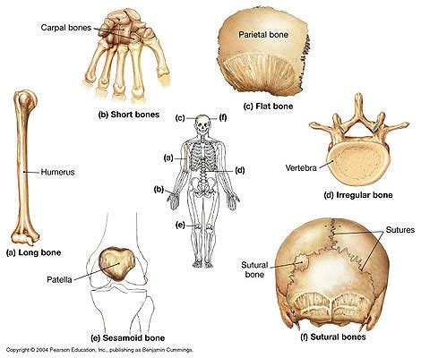 Anatomy And Physiology Bones Flashcards Quizlet