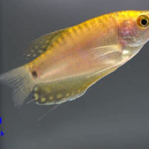 Gouramis Friendly Fish Aquatics