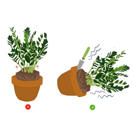 How To Repot A Houseplant Royal City Nursery Blog