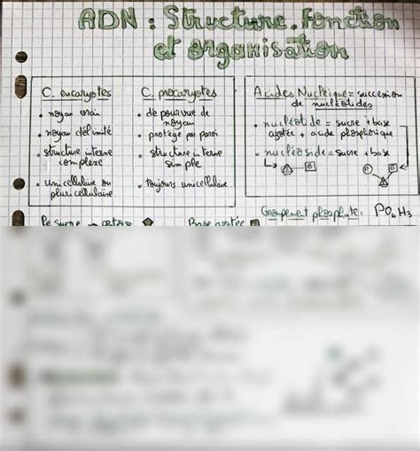 SOLUTION 1 Biologie Mol Culaire Adn Structure Fonction Et Organisation