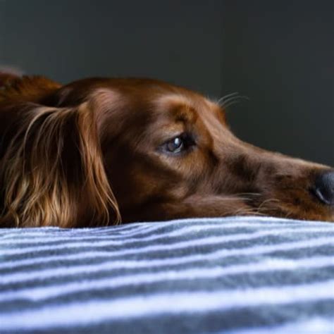 Dormir Con Perros Ventajas Y Desventajas