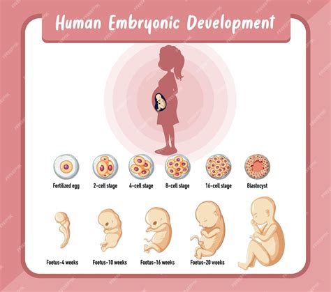 Desenvolvimento Embrionário Humano Em Infográfico Humano Vetor Grátis