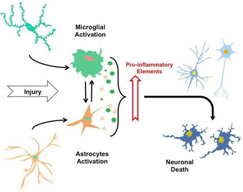 The Neuroinflammatory Process By Sensing Signals Of Damage Or Injury