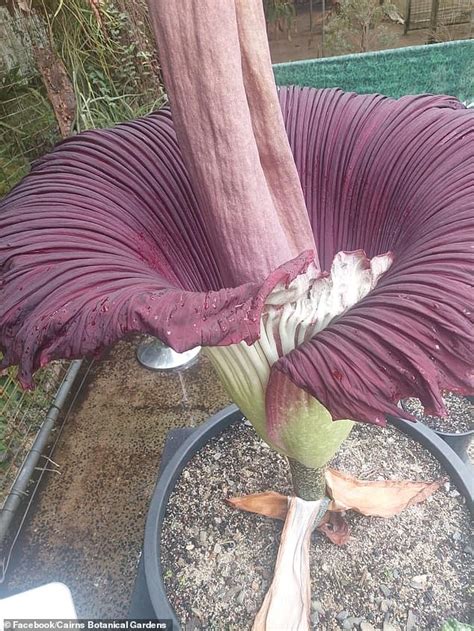 Rare Corpse Flower That Smells Like Rotting Fish And Dead Bodies