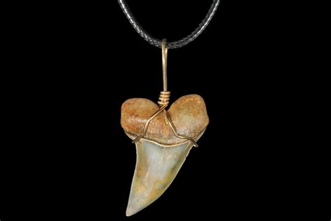 Fossil Mako Tooth Necklace Bakersfield California For Sale