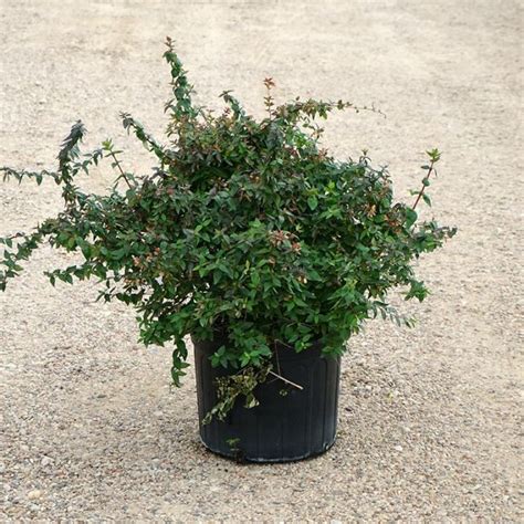 Abelia Edward Goucher Dallas Stone Yard And Landscape Supply Outdoor Warehouse Supply