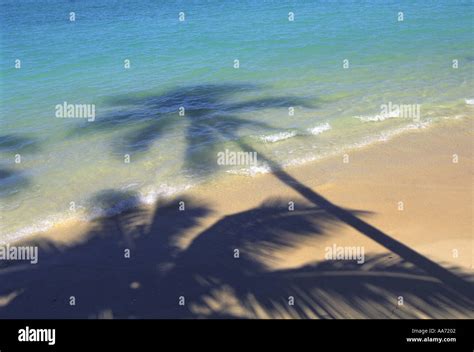 Shadow of palm tree on beach Stock Photo - Alamy